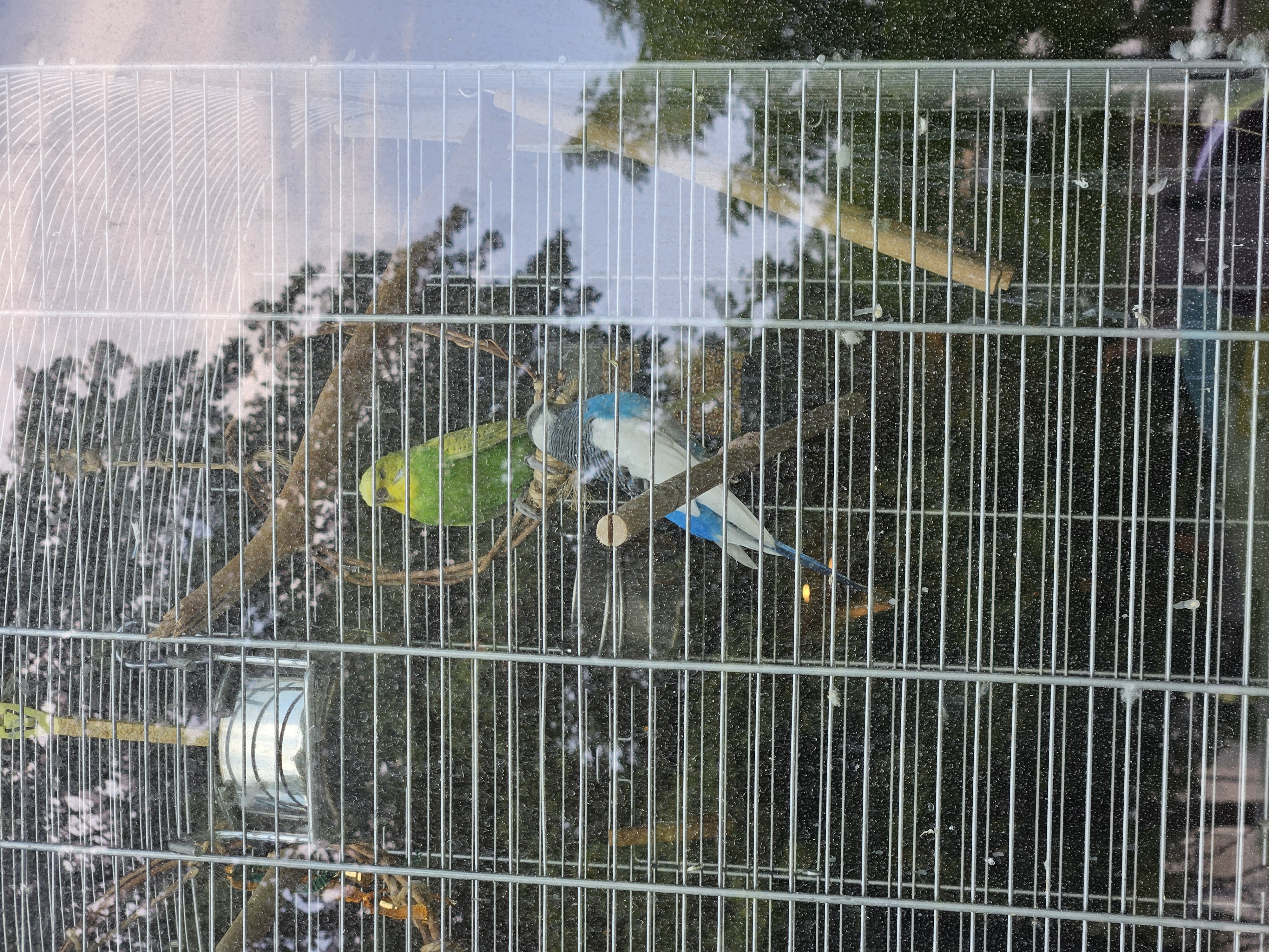 parrot