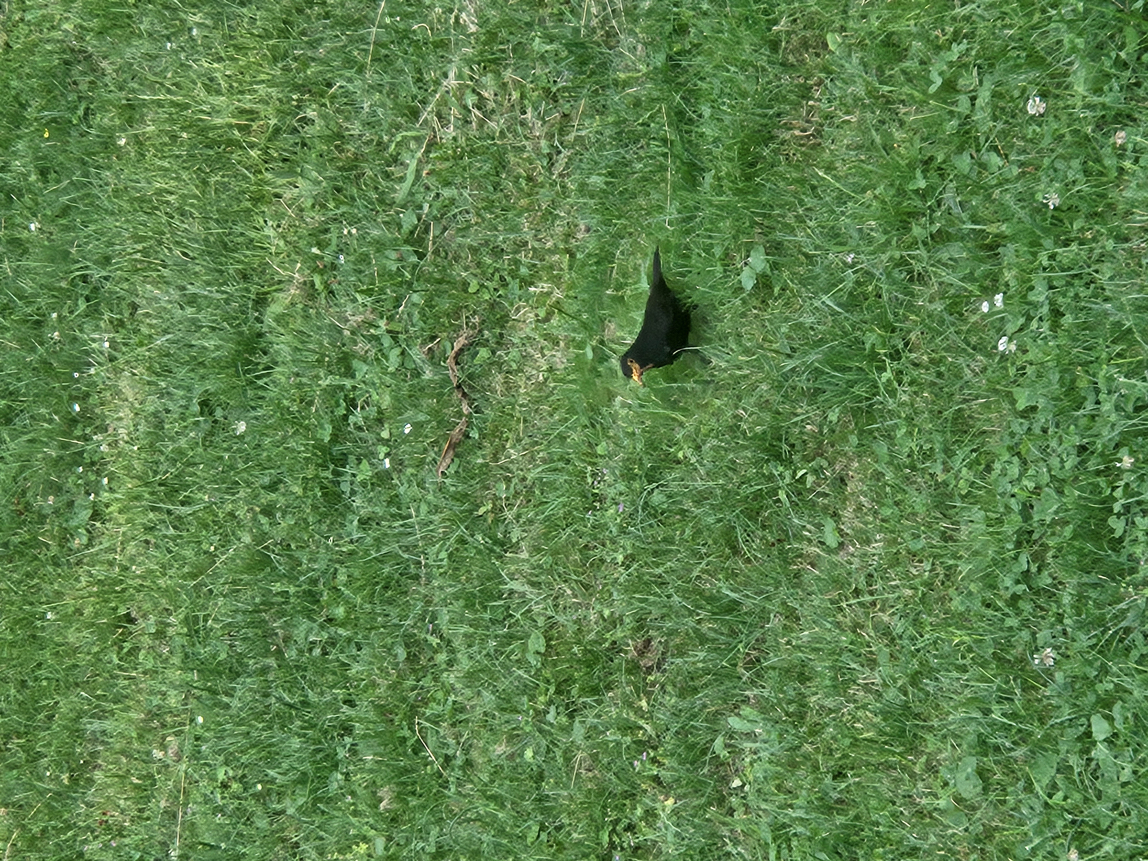 pigeon?